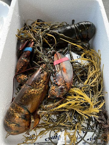 Live Maine Lobster photo review